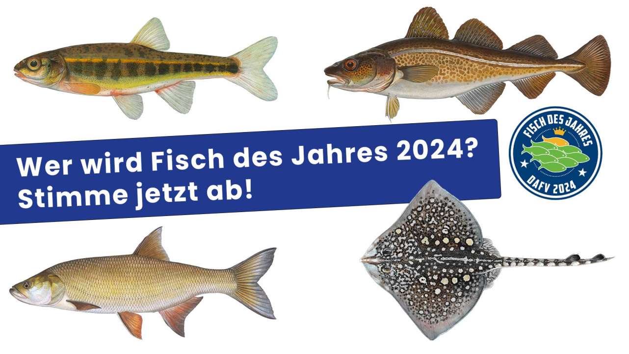 Wähle den Fisch des Jahres